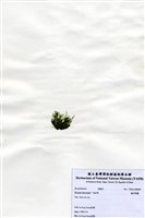 藏品(偏列羽藻)的圖片